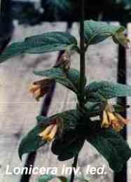 Lonicera involucrata ledebourii tolerates full sun, part sun, sand, and seasonal flooding.