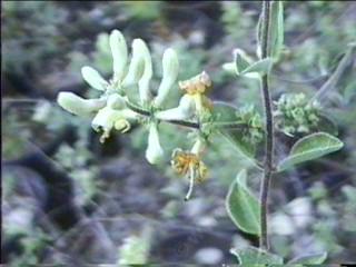 Lonicera subspicata johnstonii tolerates part sun