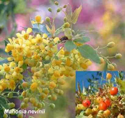 Mahonia nevinii tolerates full sun, part sun, sand, high traffic (people walking on it), and deer.