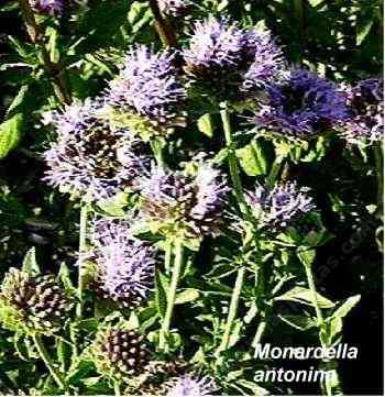 Monardella antonina tolerates full sun, part sun, sand, clay, and deer.