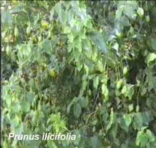 Prunus ilicifolia tolerates full sun.