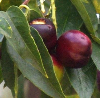 Prunus lyonii tolerates full sun,and clay.