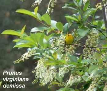 Prunus virginiana demissa tolerates full sun, part sun, and full shade.