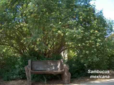 Sambucus mexicana tolerates full sun, part sun, clay, and seasonal flooding.
