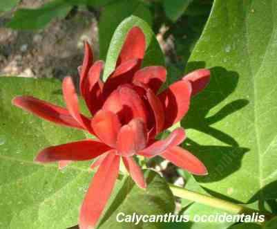 Calycanthus occidentalis tolerates full sun, part sun, sand, clay, no drainage, seasonal flooding, and deer.