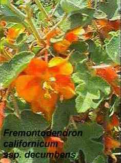 Fremontodendron californicum decumbens tolerates full sun, part sun, and sand.