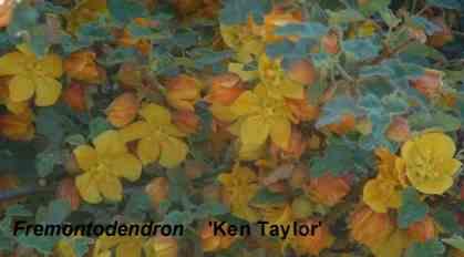 Fremontodendron Ken Taylor tolerates full sun, and part sun.