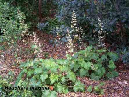 Heuchera maxima tolerates part sun, full shade, alkaline soil, and clay.