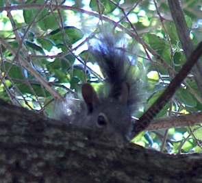 Create a squirrely garden