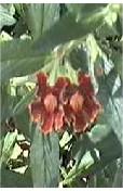 The red Pasadena monkey  flowers like part shade and  little water.