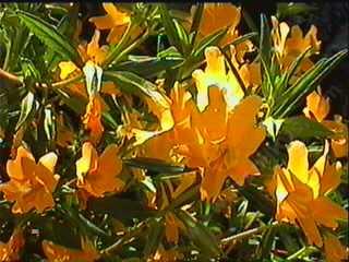 This Monkey flower grows west of Paso Robles in the Adalaide arear.