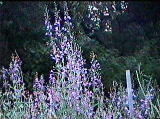 Penstemon spectablis can be a big showy plant
