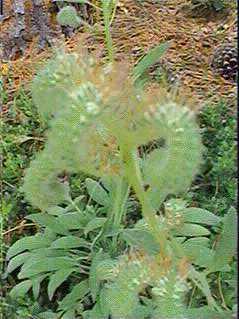 This native Phacelia is very different 