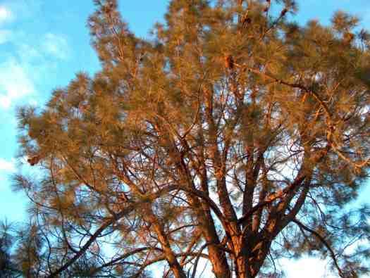Pinus sabiniana, gray pine, makes a nice screen