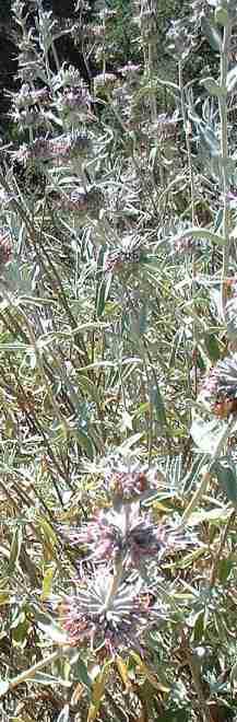 Purple Sage grows along much of the coast of Southern california