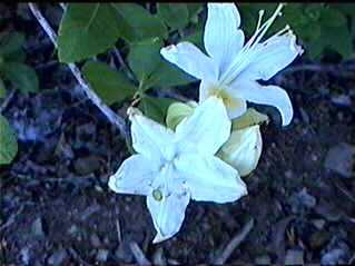 Western Azalea is a wonderful plant if you live in its range.