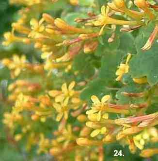 Ribes aureum gracillimum tolerates full sun, sand,and seasonal flooding.