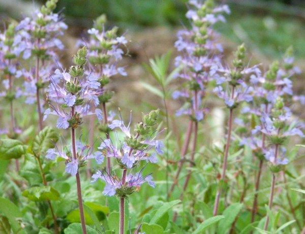A drought resistant or drought tolerant garden  can be pretty rewarding.