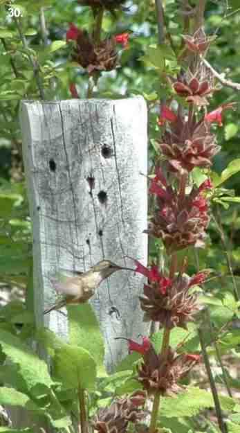 Salvia spathacea tolerates full sun, part sun, full shade, clay, serpentine,and deer.