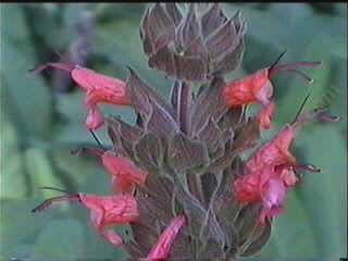 Hummingbirds love this flower.