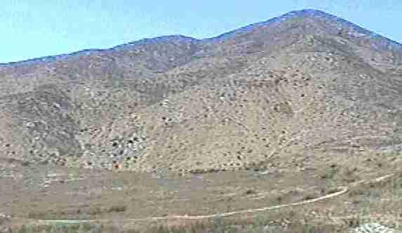 Sages grow in rough places. This 'hill' is covered with Salvia munzii.