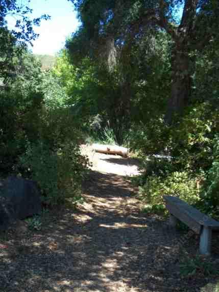 under the full shade of coast live oaks only a small dappling of sunlight penetrates