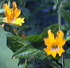 Monkey flowers like part shade and a little water.
