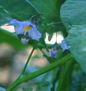 Solanum xanti hoffmannii's flower color is Violet , and has a fragrance.