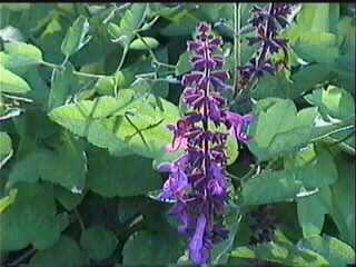 California stachys grows in wet spots in sun or shade.