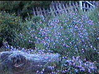 This penstemon is great in a sunny natuve garden