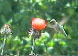 This native thsitle would make a  butterfly, hummbird, or goldfinch vist you!