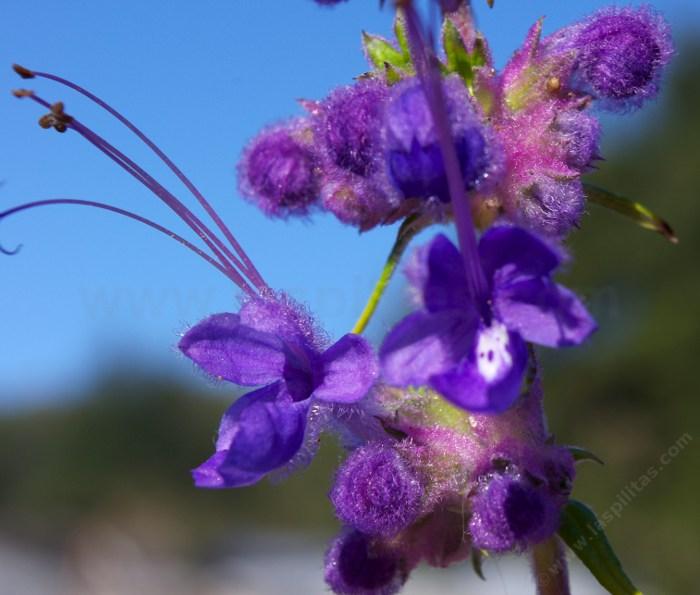Woolly blue curls is a beautiful California native plant
