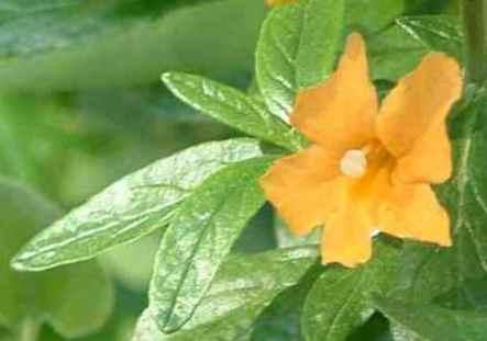 Diplacus aurantiacus Sierra monkey flower tolerates full sun, part sun,and deer.