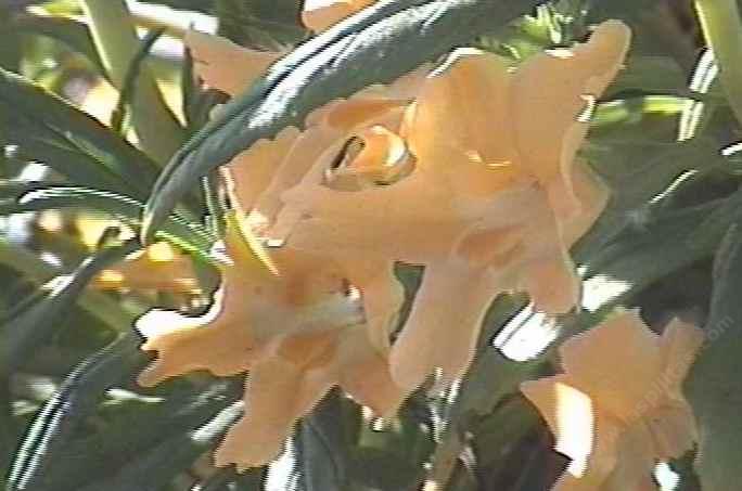 This monkey flower does great along the coast.