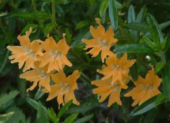 Diplacus grandiflorus tolerates full sun, part sun,and deer.