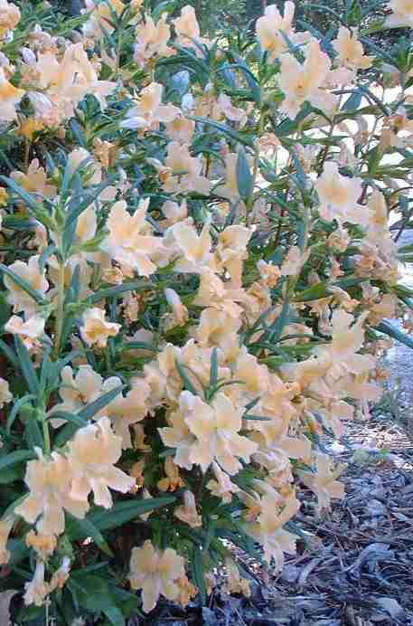 Diplacus longiflorus Agoura Spunky Monkey tolerates full sun, part sun, full shade,and clay.