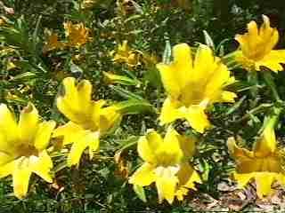 Diplacus longiflorus Conejo monkey flower tolerates full sun, part sun, seasonal flooding, and deer.