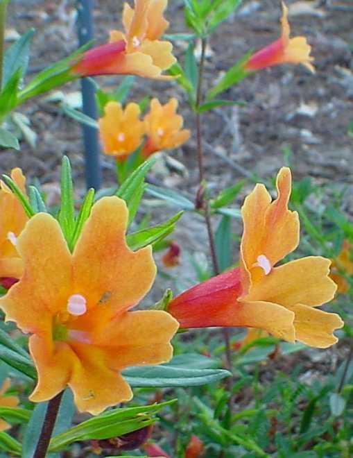 Diplacus puniceus Pumpkin tolerates full sun, part sun, sand, clay,and deer.