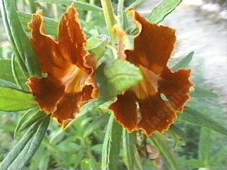 Diplacus rutilus tolerates full sun,and deer.