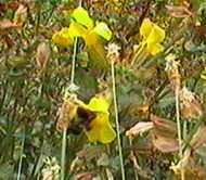 Mimulus guttatus is an annual to sometimes perennial that grows in seeps, springs or along creeks