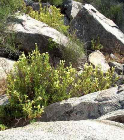 Monkey flowers of the genus Diplacus love rocky outcroppings.