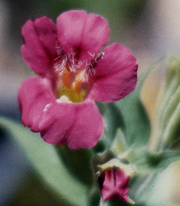 Similar to Mimulus cardinalis but flowers are rose red or pink and it needs more water than Mimulus cardinalis