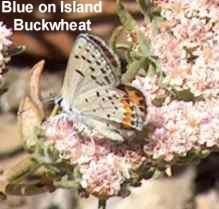 An acmon blue butterfly on a santa cruz island buckwheat