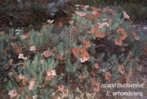 Eriogonum arborescens tolerates full sun, seaside conditions, alkaline soil,and clay.