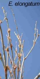 Eriogonum elongatum tolerates full sun, alkaline soil, clay,and deer.