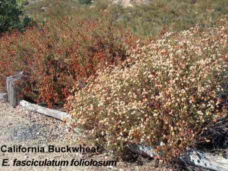 California buckwheat turns chocolate in color after flowering.