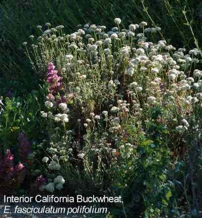 Eriogonum fasciculatum polifolium tolerates full sun, sand,and clay.