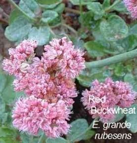 Eriogonum grande rubescens tolerates full sun, seaside conditions, alkaline soil, clay,and deer.