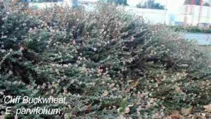 Eriogonum parvifolium tolerates full sun, part sun, full shade, seaside conditions, alkaline soil, clay,and deer.