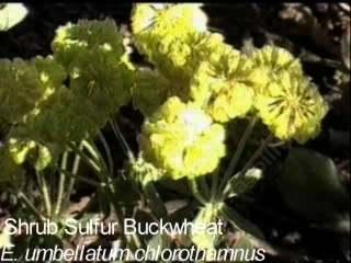 Eriogonum umbellatum chlorothamnus June Lake tolerates full sun, part sun, sand,and deer.